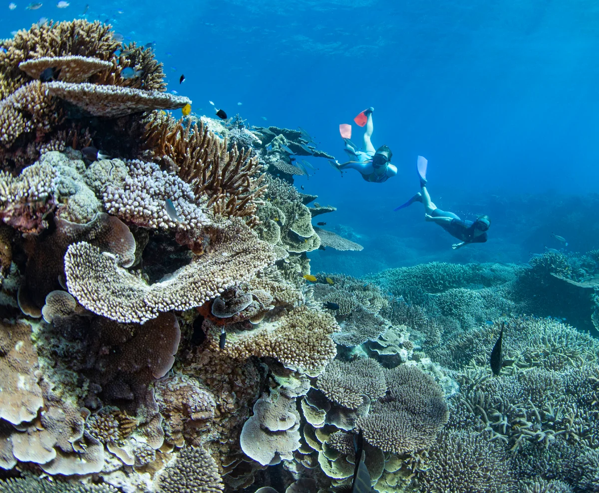 Winner Lady Elliot Island